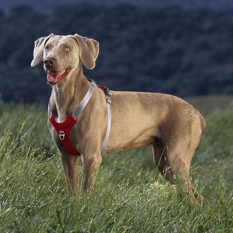 Dog Harness Vest